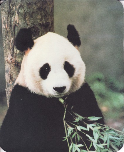Mouse Pad 'Panda'