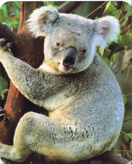 Mouse Pad 'Koala'