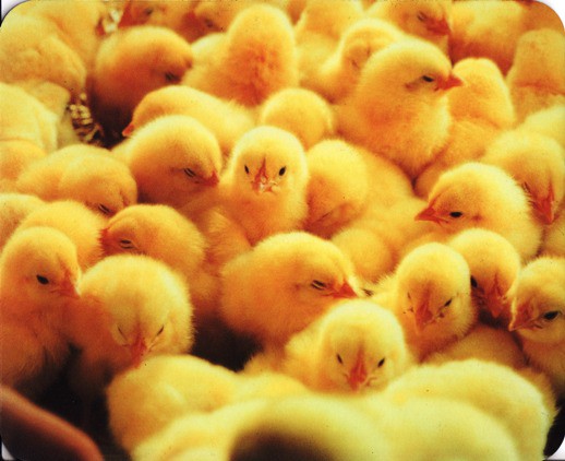 Mouse Pad 'Chicks'