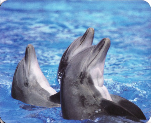 Mouse Pad 'Dolphins'